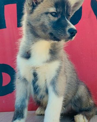 Cuccioli di siberin husky con Pedigree enci