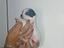 Immagine 3