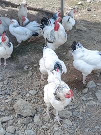 Galline Sussex Bianco Columbia