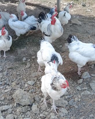 Galline Sussex Bianco Columbia