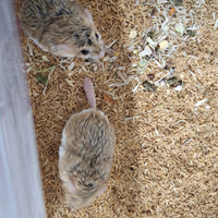 Gerbilli coda grassa