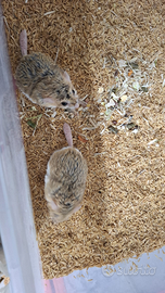 Gerbilli coda grassa