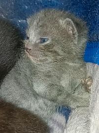 Gattino similcertosino 150 euro