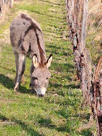 Vendita asino