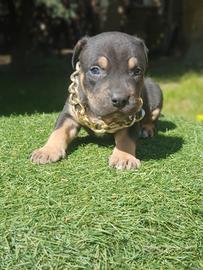Pitbull tricolor