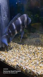 Pesce frontosa