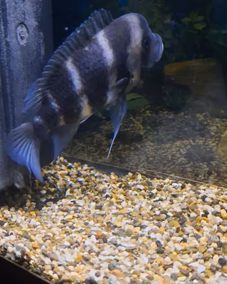 Pesce frontosa
