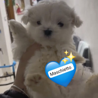 Maltese mini toy coreano