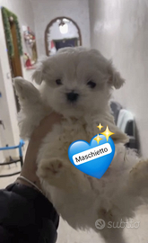 Maltese mini toy coreano