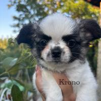 IL NIDO DI PRISCILLA Cuccioli di chihuahua