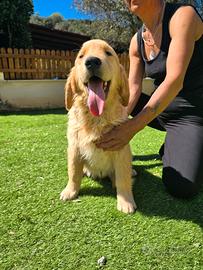 Cucciolo 5 mesi Golden Retriever