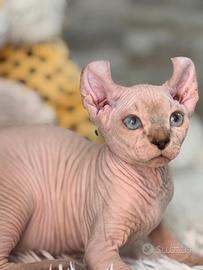 Cuccioli pura razza Canadian Sphynx