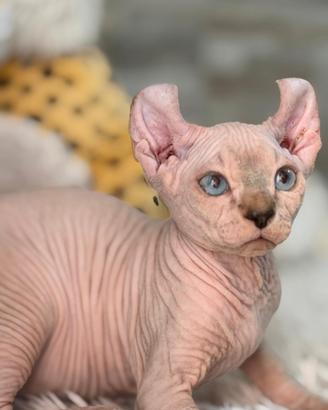 Cuccioli pura razza Canadian Sphynx