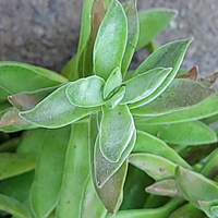 Crassula pubescens ssp.rattray piante grasse