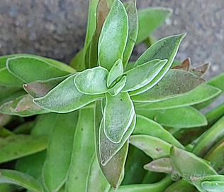Crassula pubescens ssp.rattray piante grasse