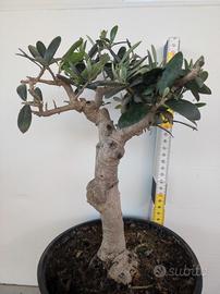 Ulivo prebonsai U20