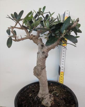 Ulivo prebonsai U20