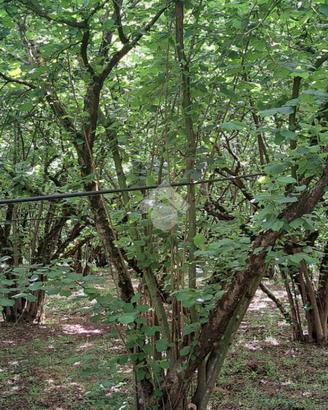 TER. AGRICOLO A VIGNANELLO