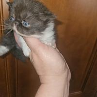 Gatto persiano femmina ipertipica