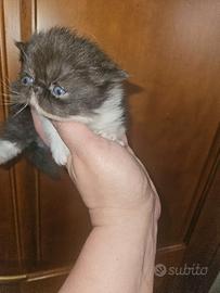 Gatto persiano femmina ipertipica