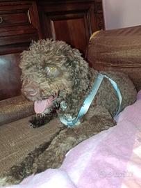 Lagotto originale maschio
