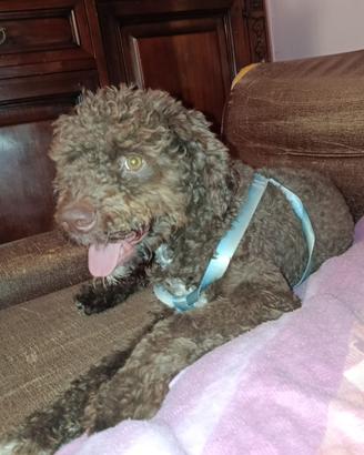 Lagotto originale maschio