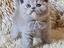 Immagine 5