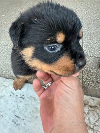 Rottweiler cucciola