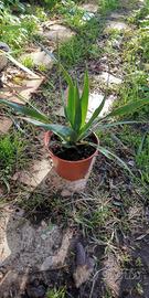 Piantine di albero del drago