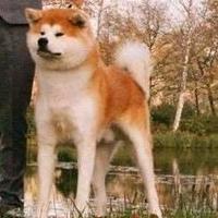 Akita inu cuccioli con pedigree