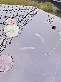 Pesci del paradiso Macropodus FIRE&ICE