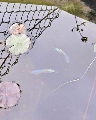 Pesci del paradiso Macropodus FIRE&ICE