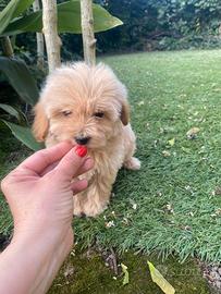Maltipoo cuccioli