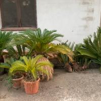 Cycas