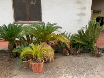 Cycas