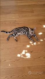 Cuccioli di gatto del Bengala