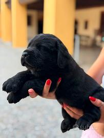 Labrador Retriever neri e cioccolato