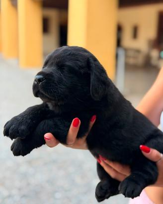 Labrador Retriever neri e cioccolato