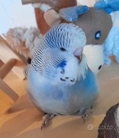 Pappagalli cocorite stupendi