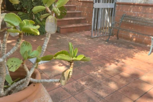 Villetta ad Altavilla Milicia/Trabia