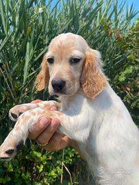 Cuccioli Setter Inglese - linea da beccaccini