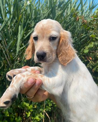 Cuccioli Setter Inglese - linea da beccaccini