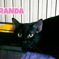 Miranda gattina di 6 mesi