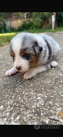 Cuccioli di pastore australiano