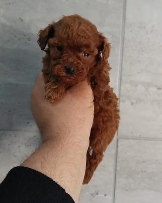 Barboncino mini toy