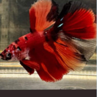 Betta