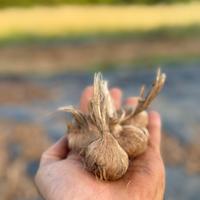 Bulbi di zafferano per orto e giardino