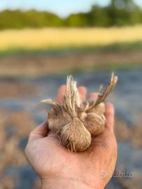 Bulbi di zafferano per orto e giardino