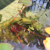 Medaka mix colori pesci