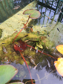 Medaka mix colori pesci